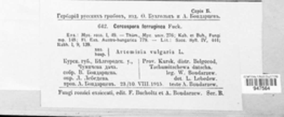 Passalora ferruginea image